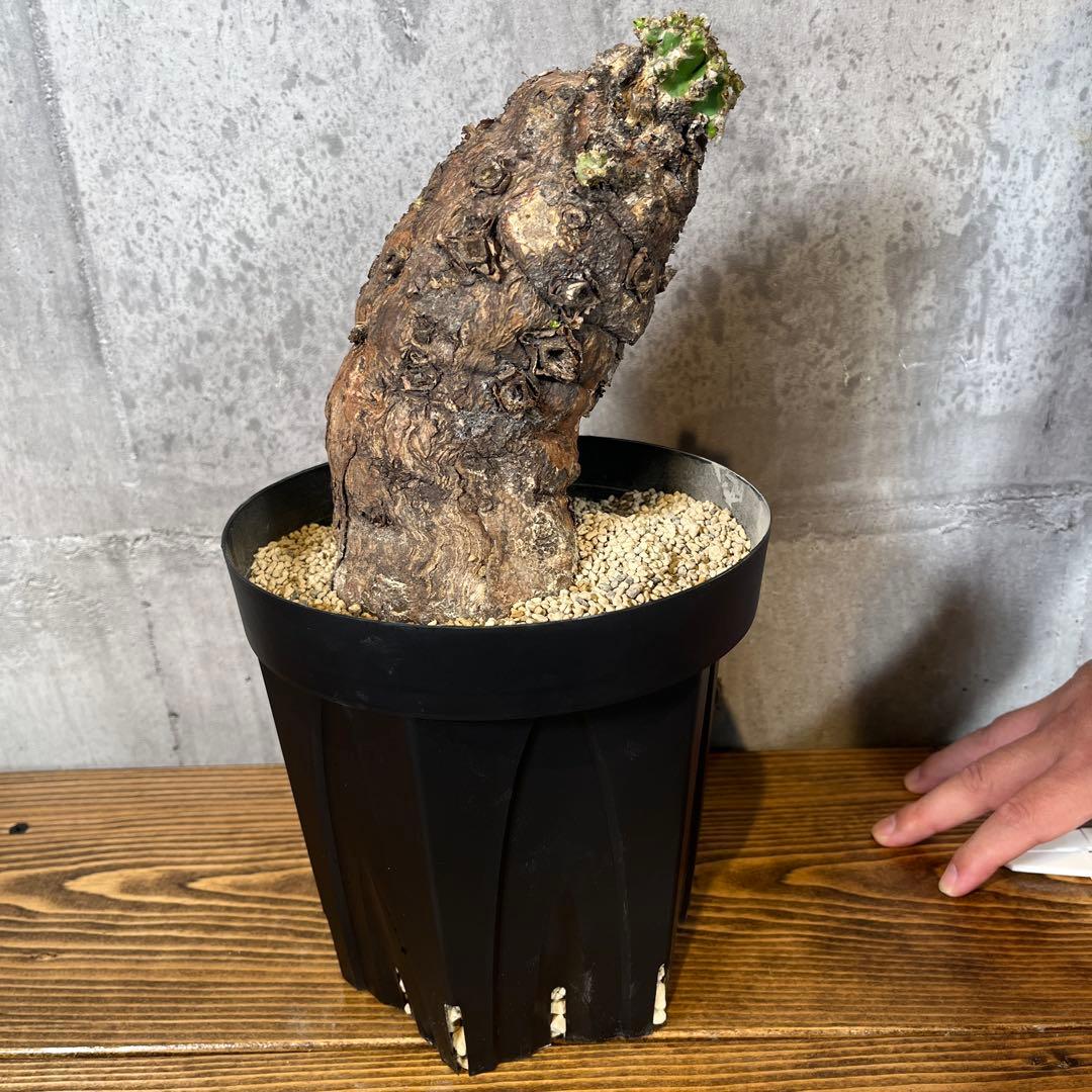 o*o様 ユーフォルビア ムランジーナ 現地球 発根済 超大株 芽吹多数