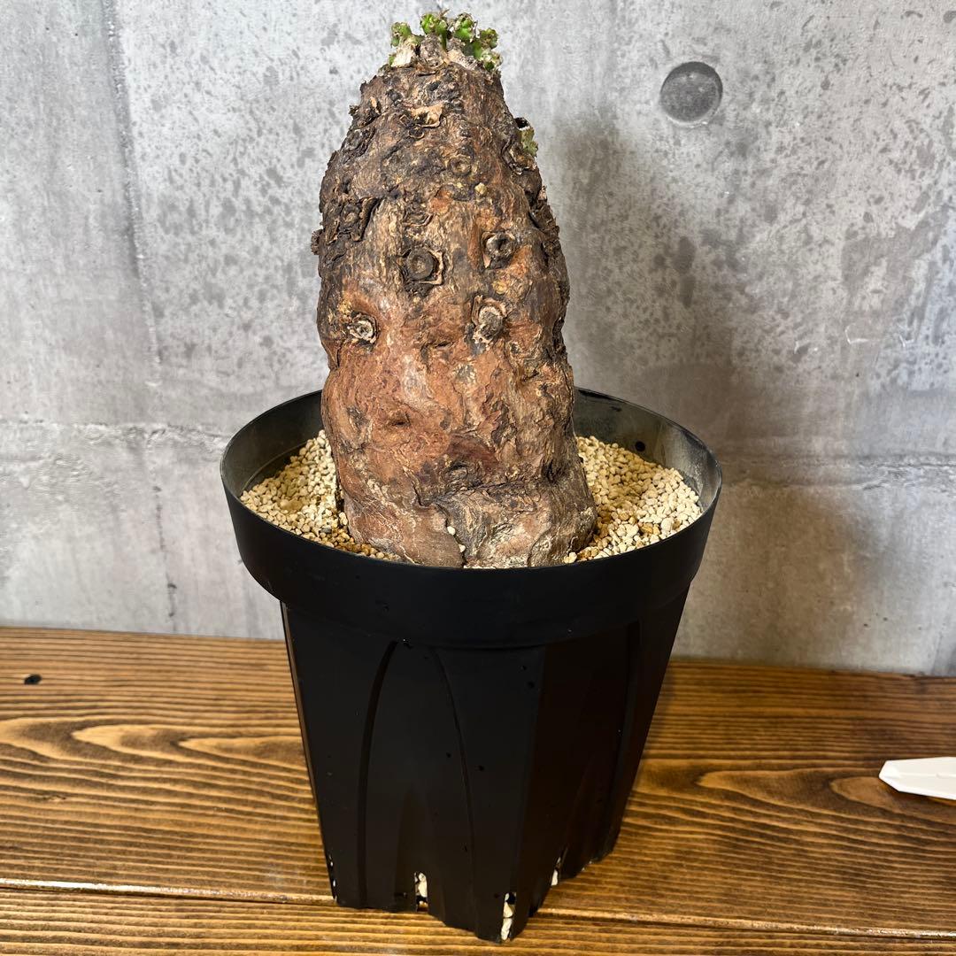 o*o様 ユーフォルビア ムランジーナ 現地球 発根済 超大株 芽吹多数