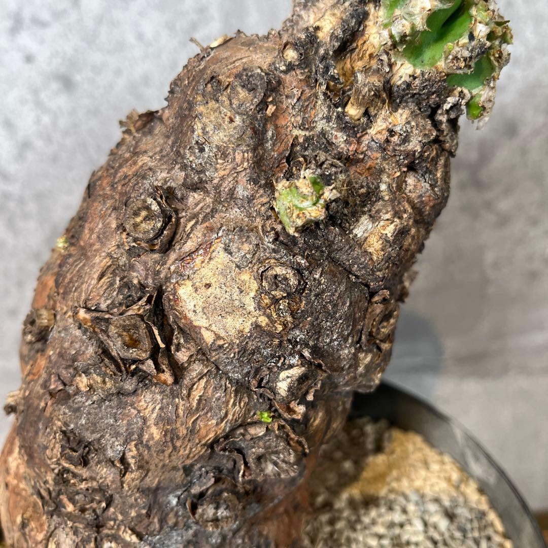 o*o様 ユーフォルビア ムランジーナ 現地球 発根済 超大株 芽吹多数