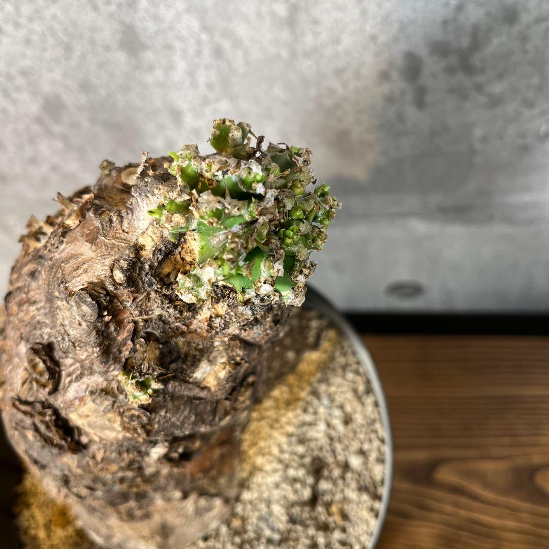 o*o様 ユーフォルビア ムランジーナ 現地球 発根済 超大株 芽吹多数