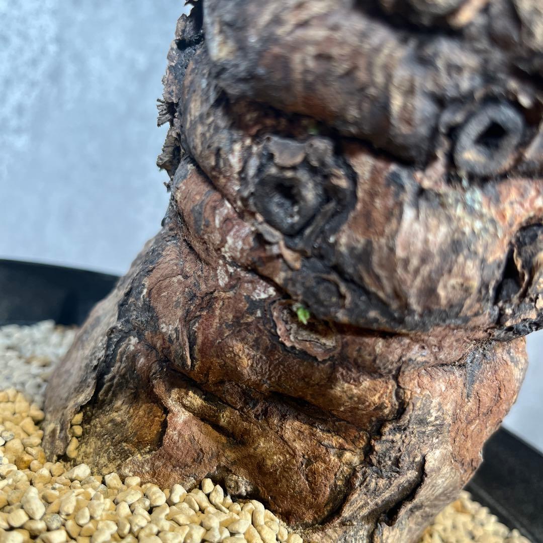 o*o様 ユーフォルビア ムランジーナ 現地球 発根済 超大株 芽吹多数