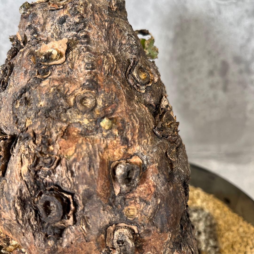 o*o様 ユーフォルビア ムランジーナ 現地球 発根済 超大株 芽吹多数