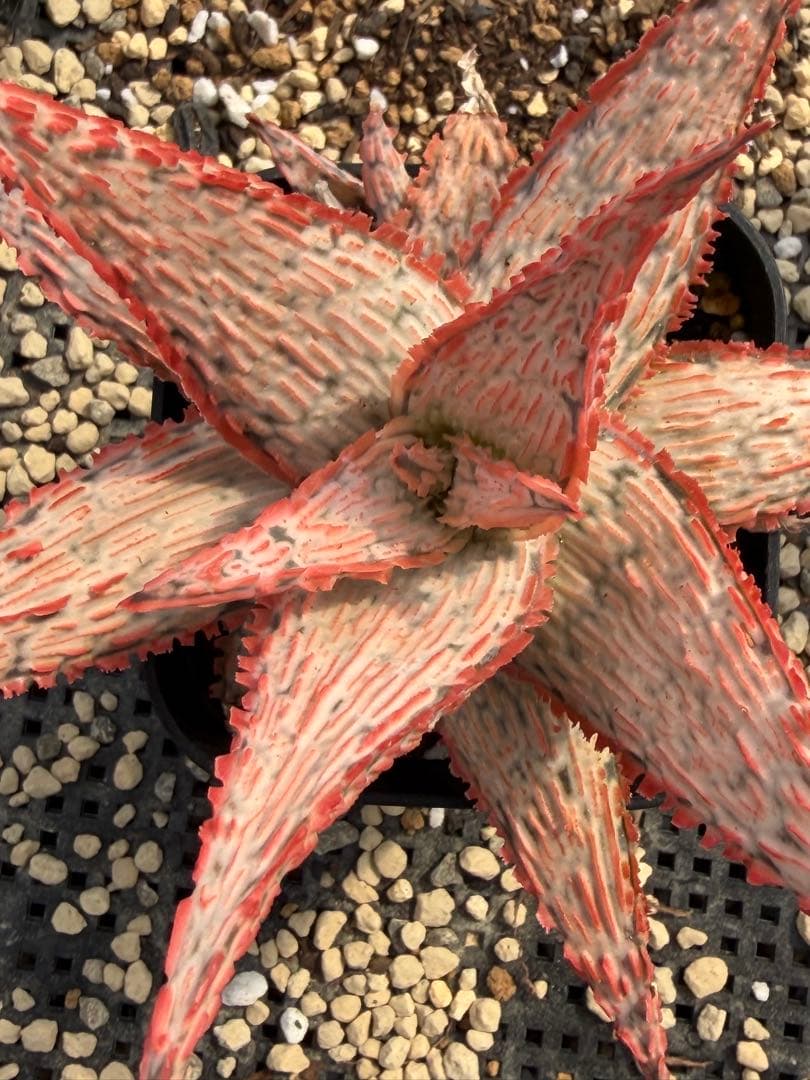 アロエ ハイブリッド Aloe hybrid 第四種 Fe−45 - メルカリ