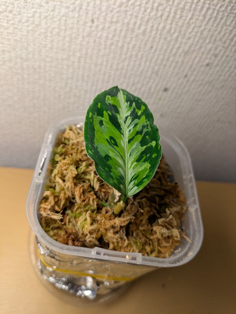 アグラオネマ　ピクタム　ラプラス子株