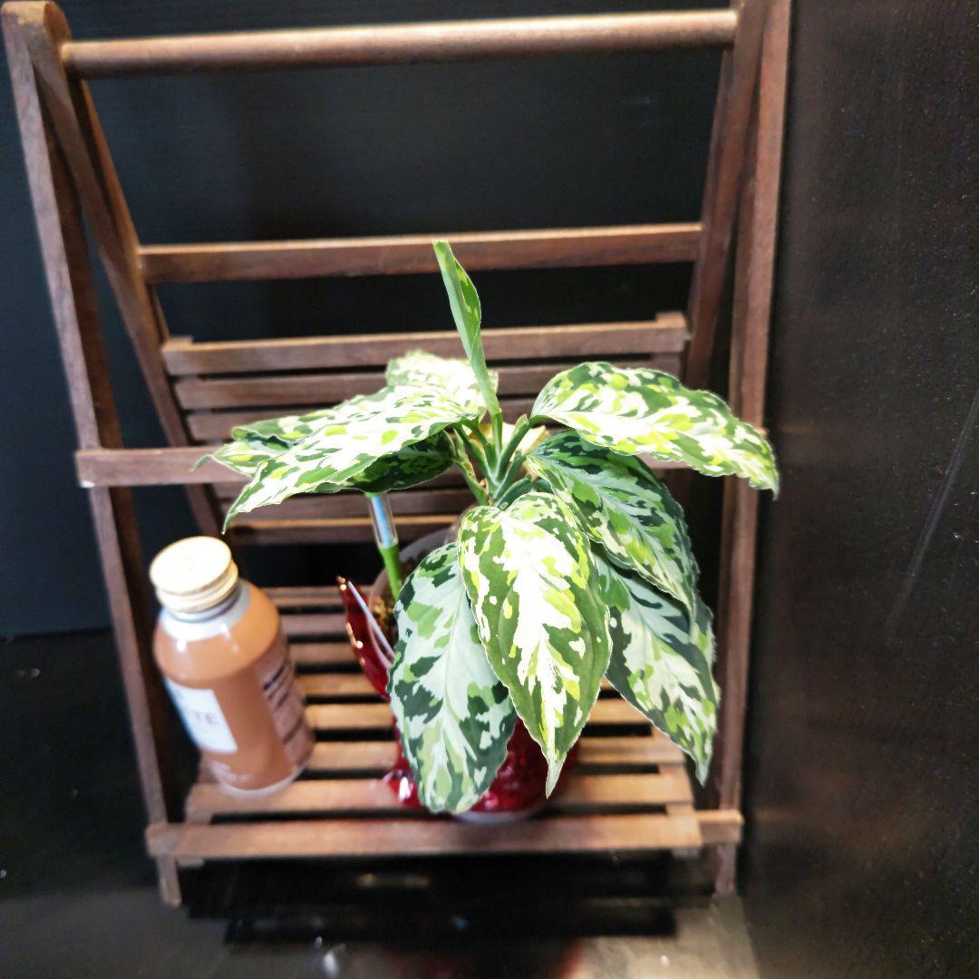 アグラオネマ　ピクタム　ラプラス子株