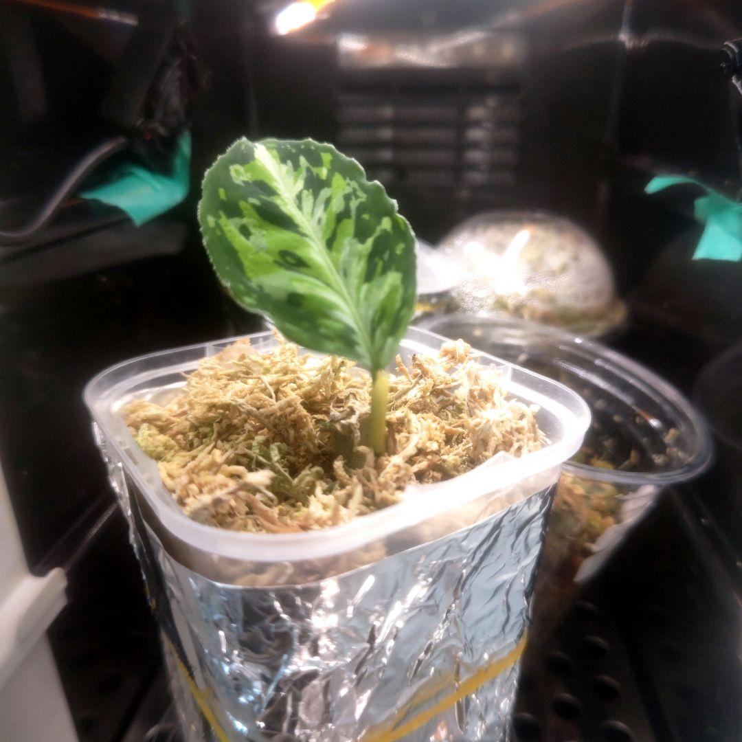 アグラオネマ　ピクタム　ラプラス子株