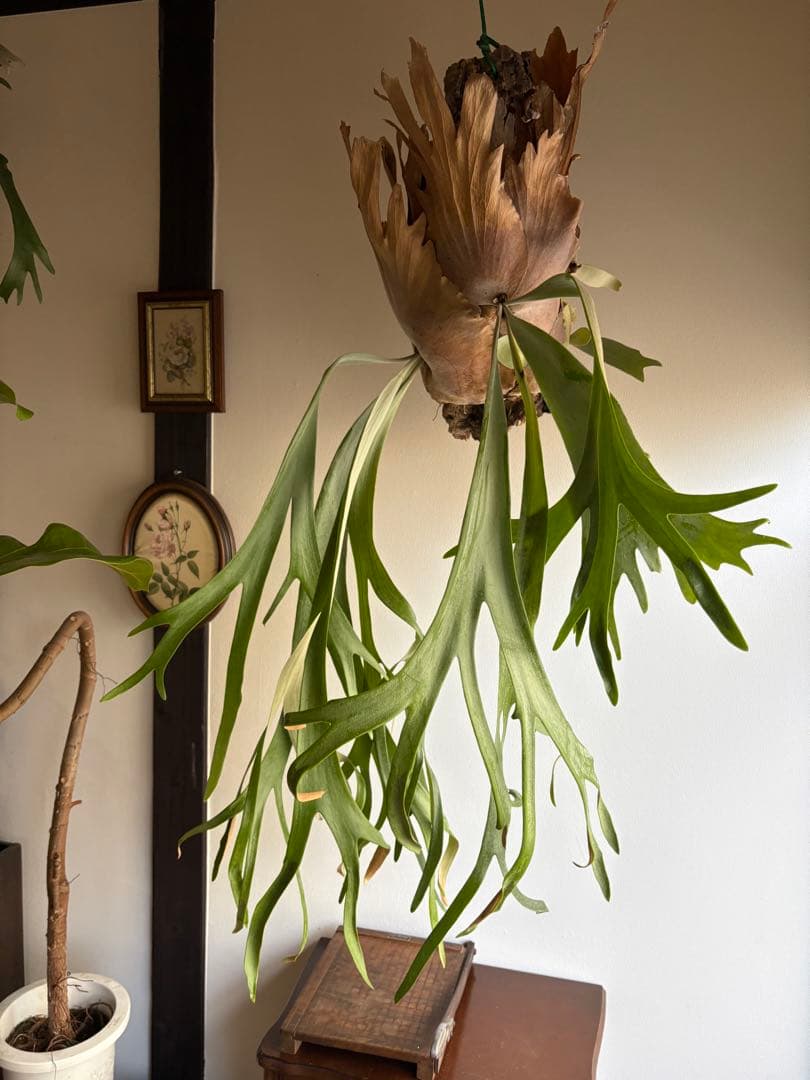 はなはなはなこ