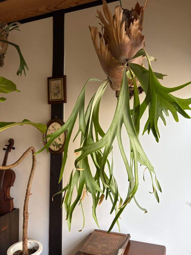 はなはなはなこ