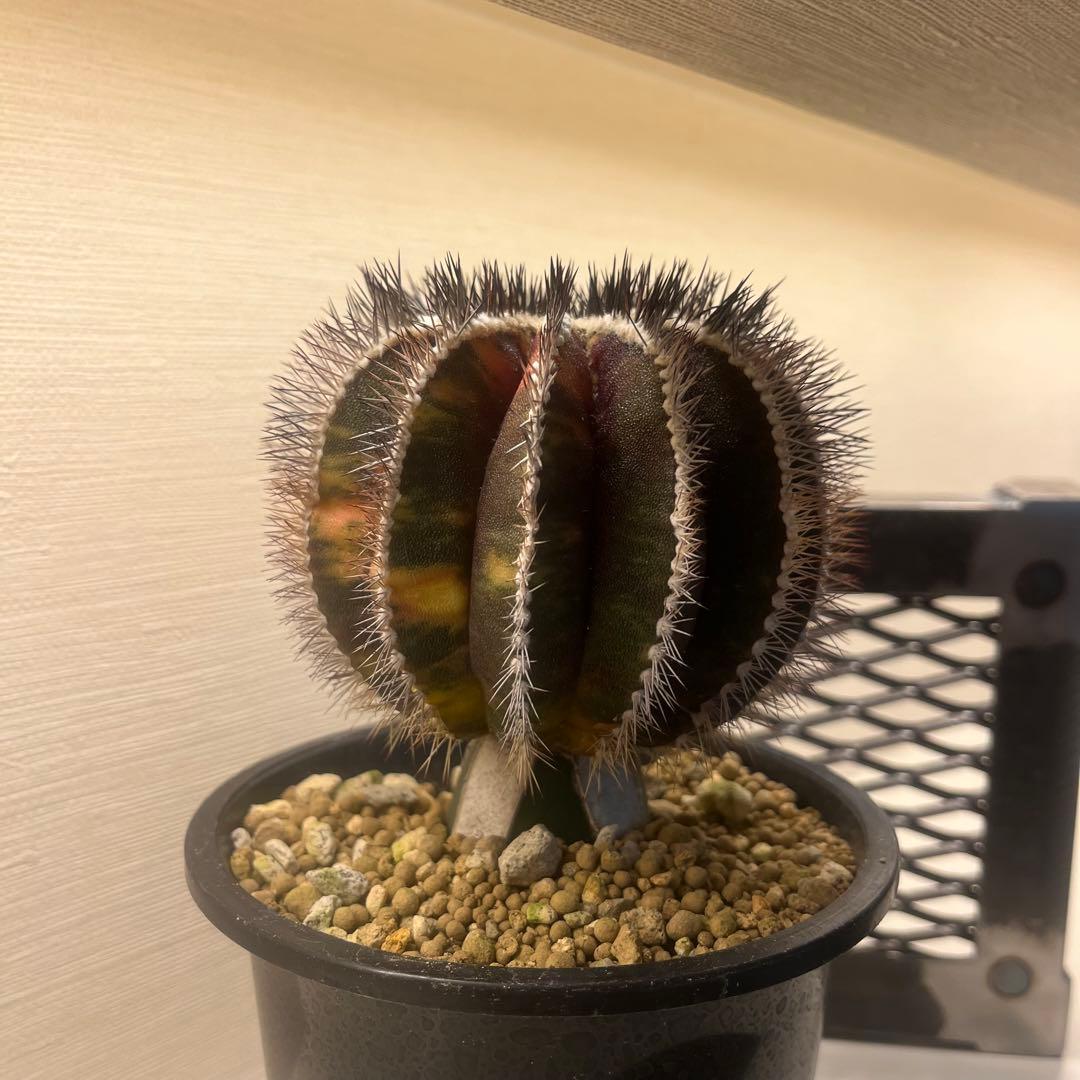 希少種　ペクチニフェラ　錦　斑入り　メタルトレイ付き