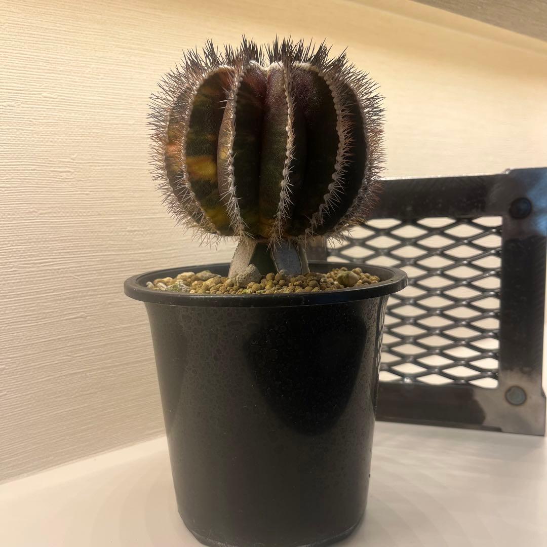 希少種　ペクチニフェラ　錦　斑入り　メタルトレイ付き