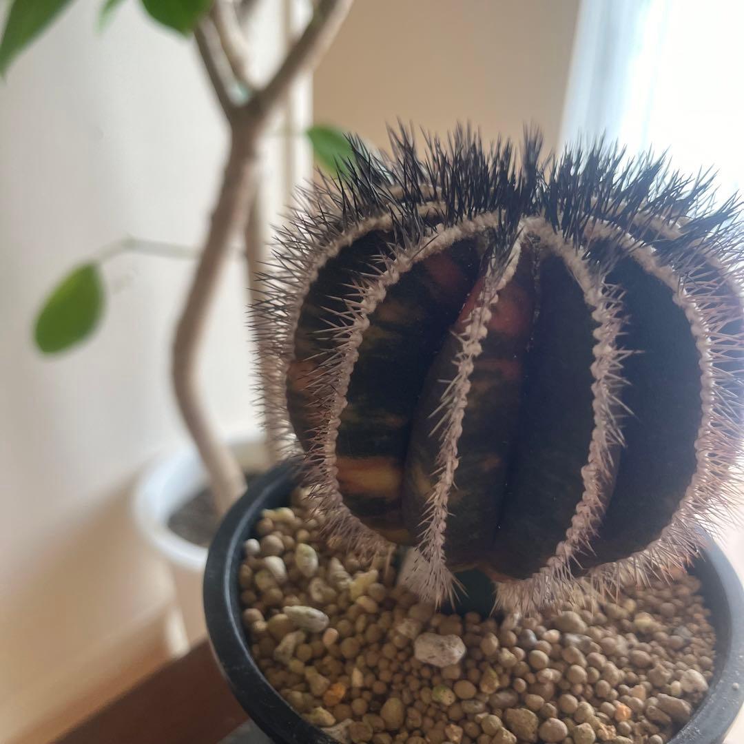 希少種　ペクチニフェラ　錦　斑入り　メタルトレイ付き