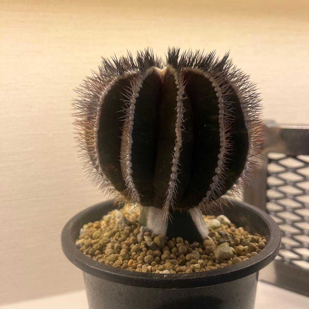 希少種　ペクチニフェラ　錦　斑入り　メタルトレイ付き