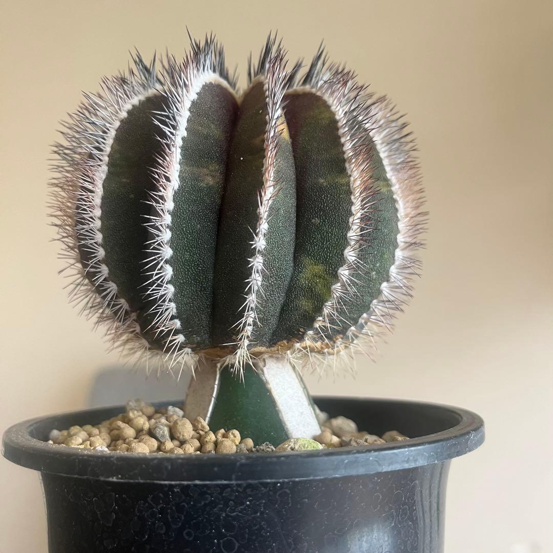 希少種　ペクチニフェラ　錦　斑入り　メタルトレイ付き