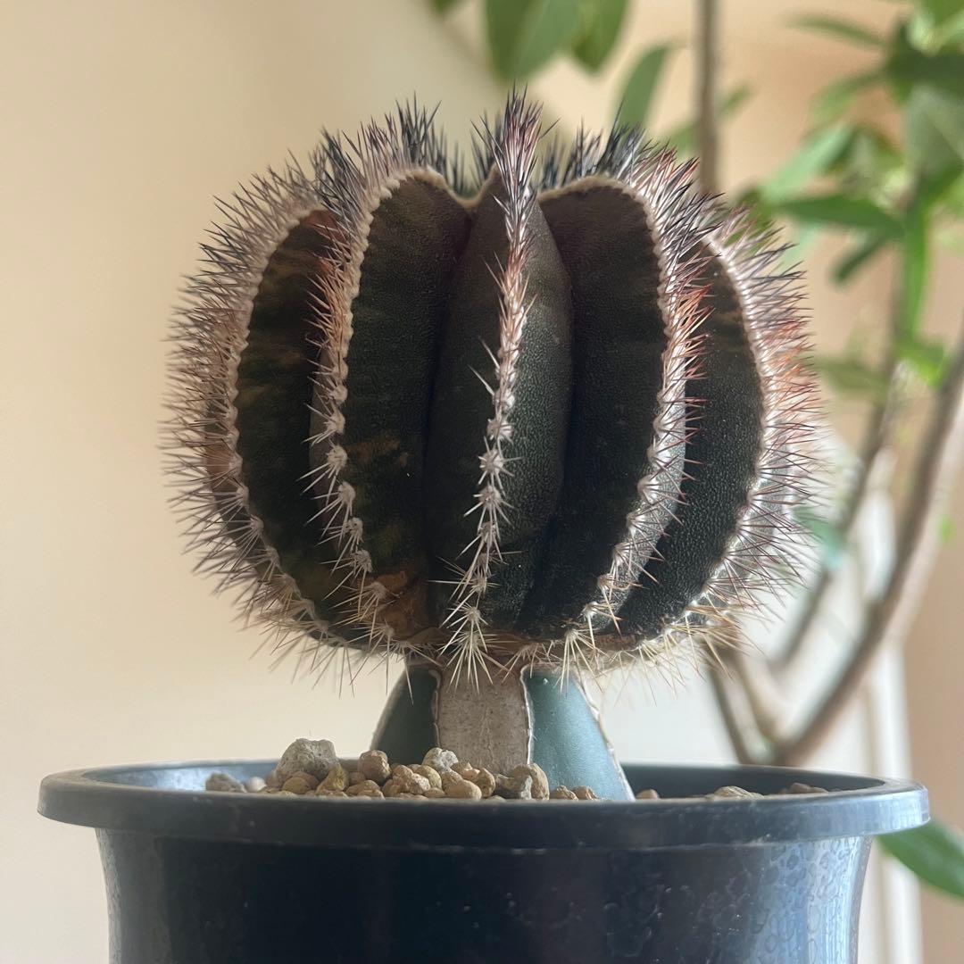 希少種　ペクチニフェラ　錦　斑入り　メタルトレイ付き