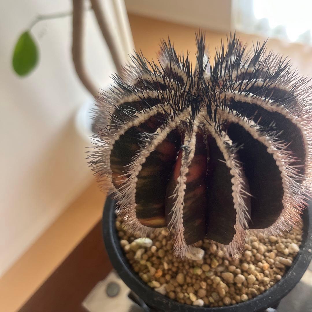 希少種　ペクチニフェラ　錦　斑入り　メタルトレイ付き