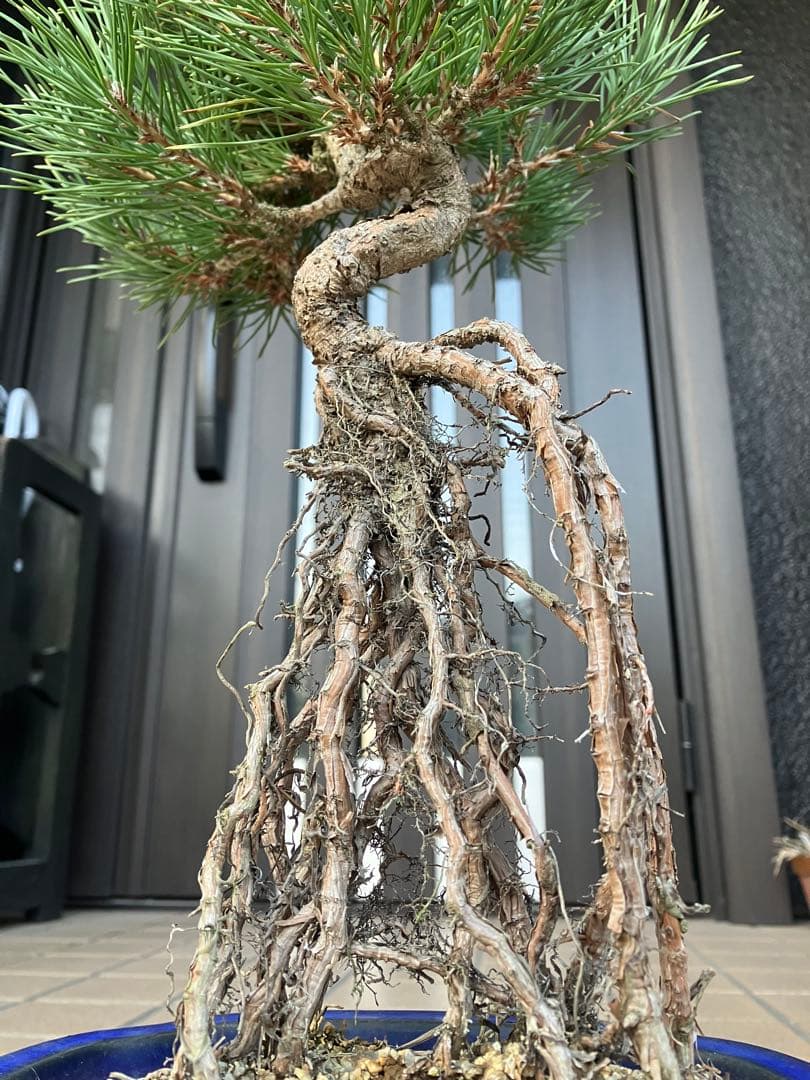 黒松盆栽　樹形(幹の曲等)が美しい根上がり　究極の逸品！　超大特価！早いもの勝ち
