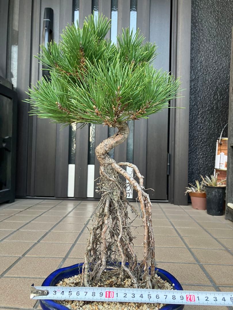 黒松盆栽　樹形(幹の曲等)が美しい根上がり　究極の逸品！　超大特価！早いもの勝ち