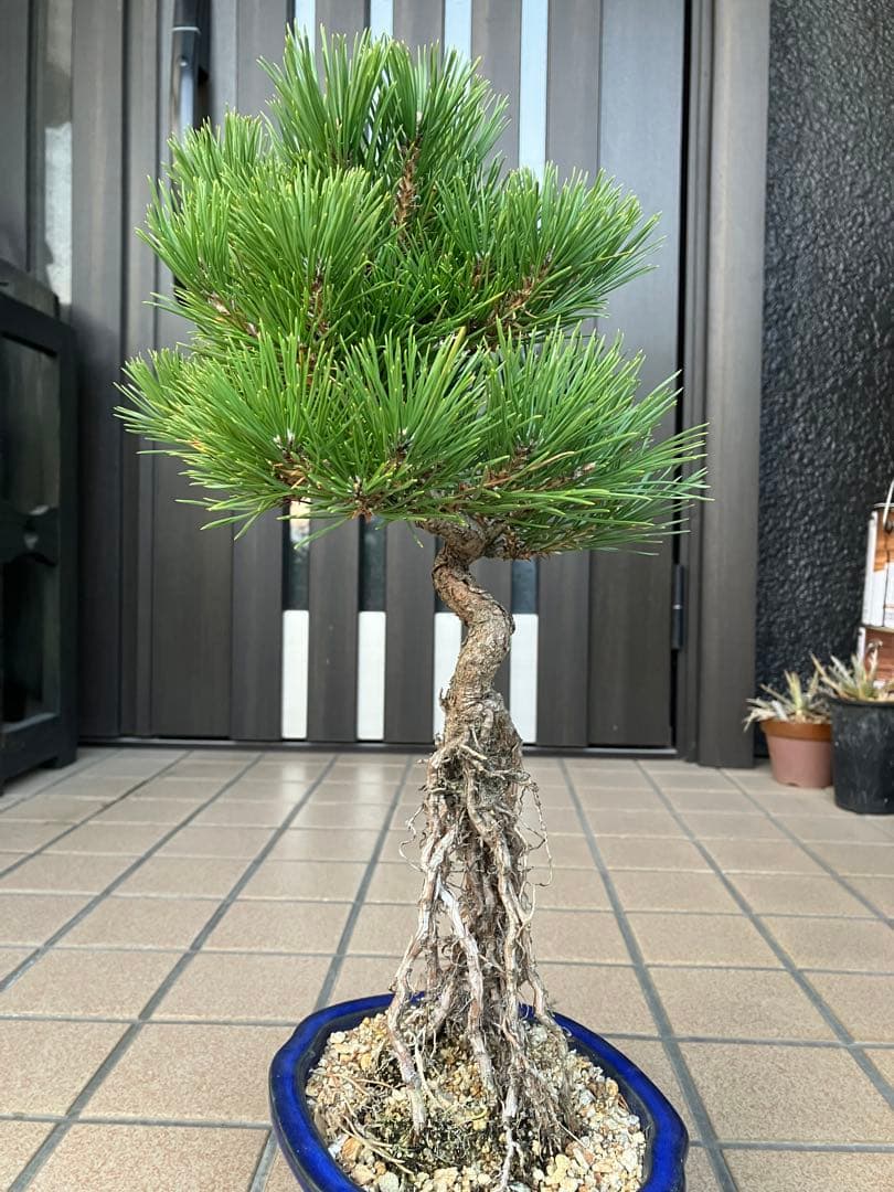 黒松盆栽　樹形(幹の曲等)が美しい根上がり　究極の逸品！　超大特価！早いもの勝ち