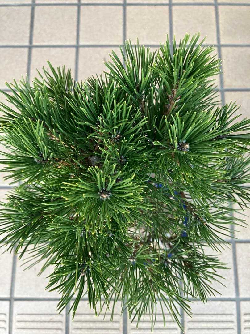 黒松盆栽　樹形(幹の曲等)が美しい根上がり　究極の逸品！　超大特価！早いもの勝ち