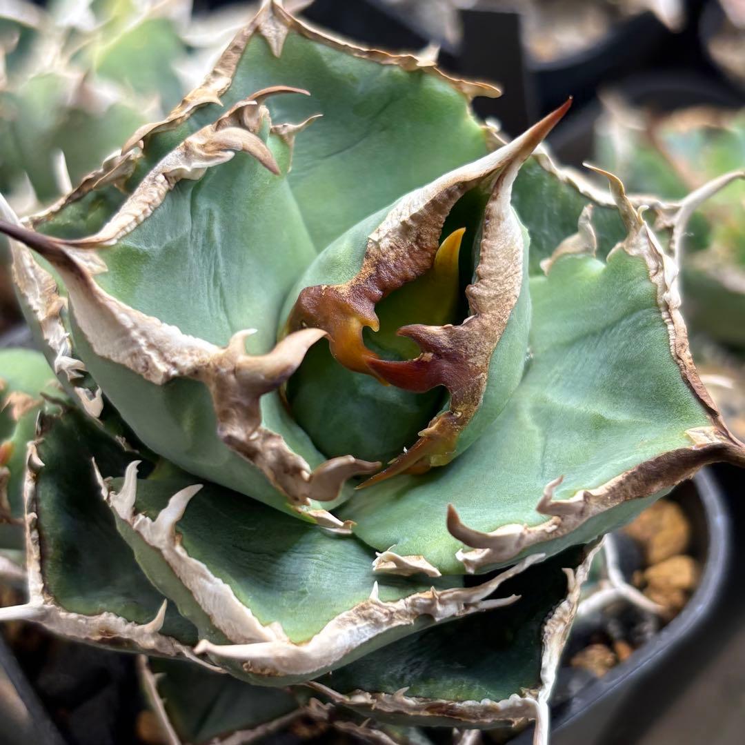 アガベ 清櫻 Lize血統　清桜