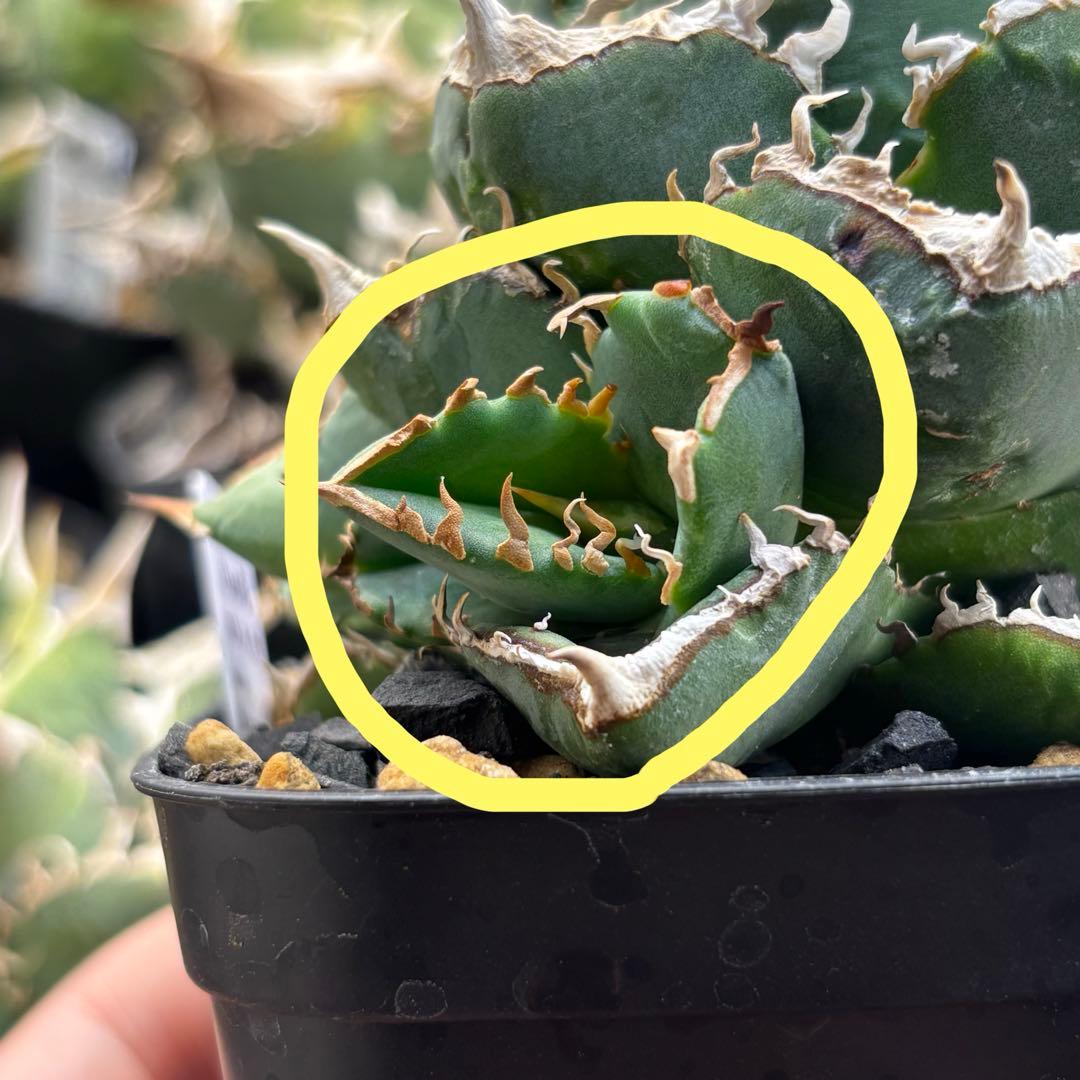 アガベ 清櫻 Lize血統　清桜