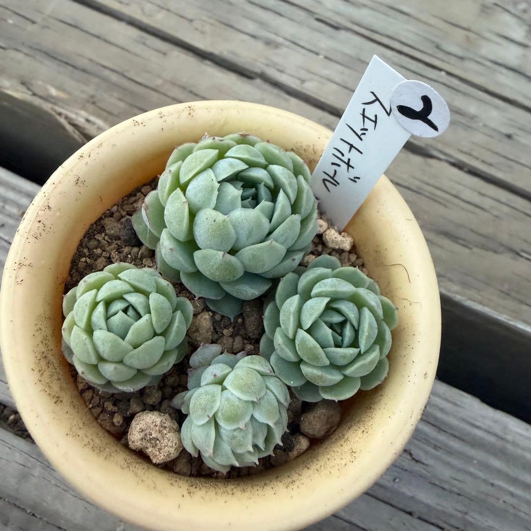 多肉植物　スエットボール　カット苗②