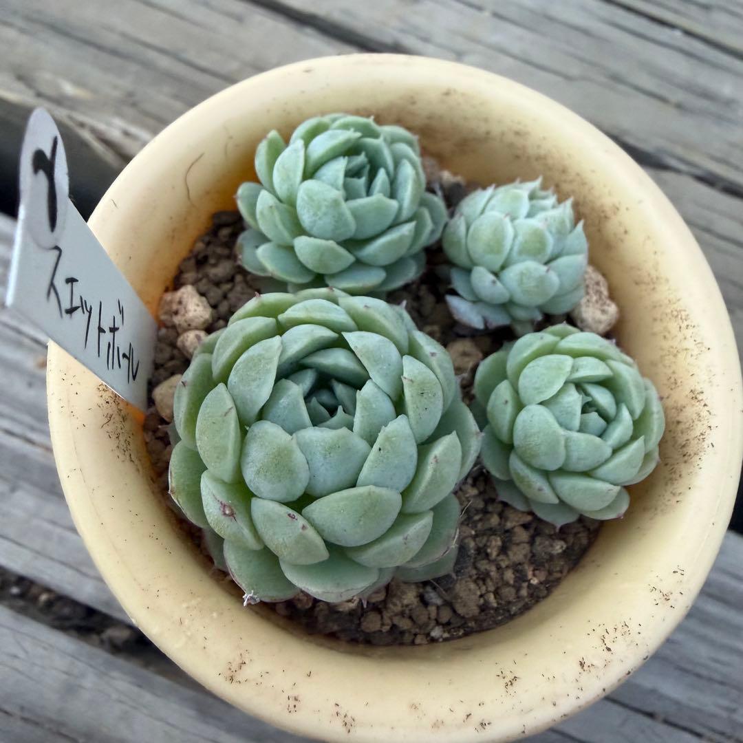 多肉植物　スエットボール　カット苗②