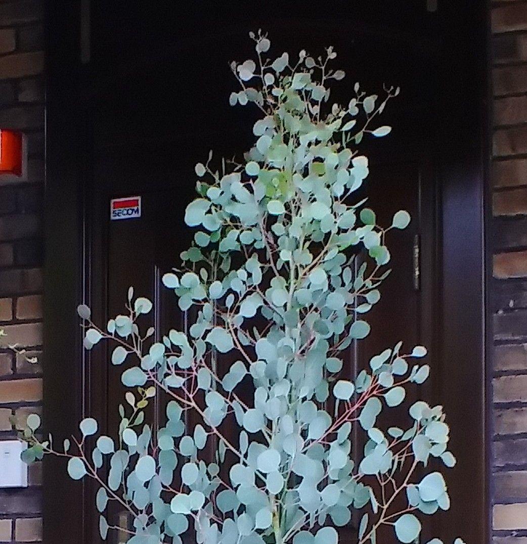 ユーカリ ポポラス苗 大型 180㎝❗ 10号 美しい樹形 ❗シルバーリーフ