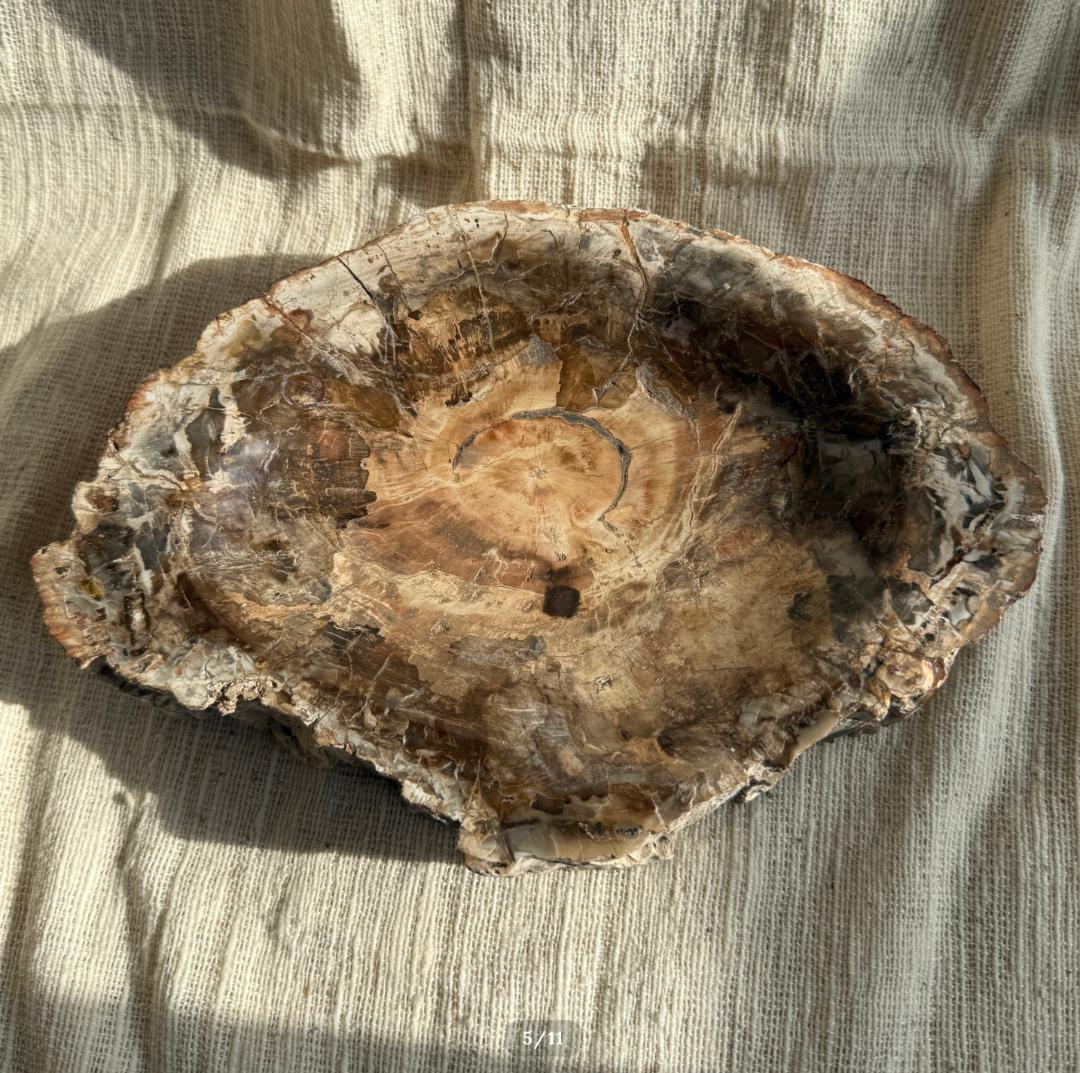 2.6kg【珪化木】ペトリファイドウッド トレイ