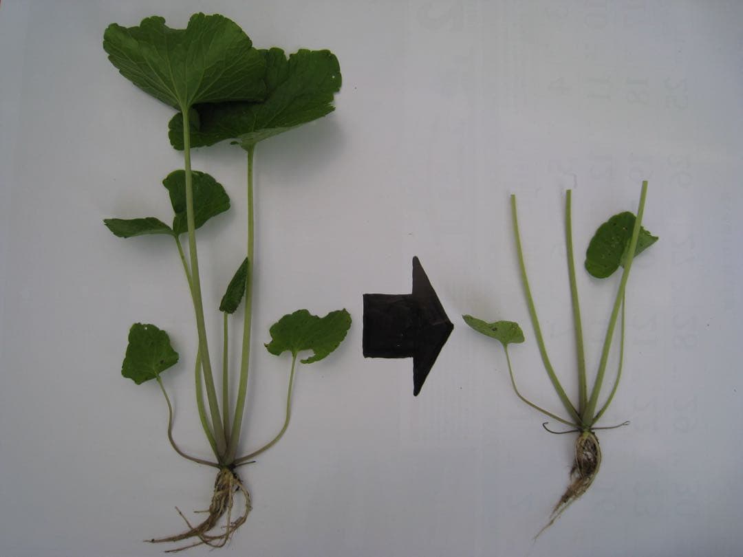 静岡県産 わさび苗 250本 ワサビ 苗 - メルカリ