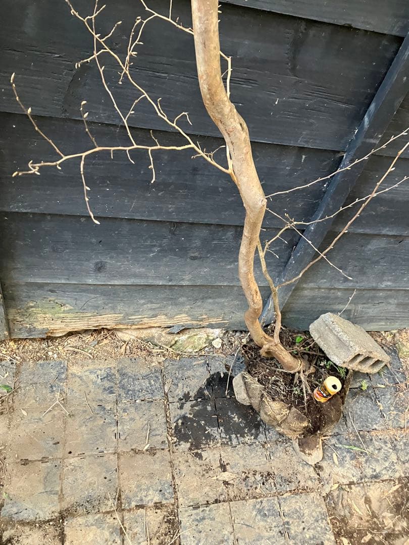 山採り　ヒメシャラ