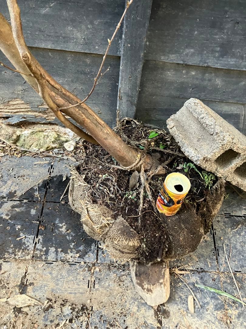 山採り　ヒメシャラ