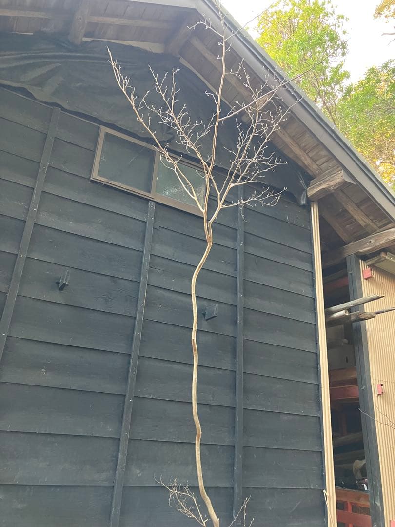 山採り　ヒメシャラ