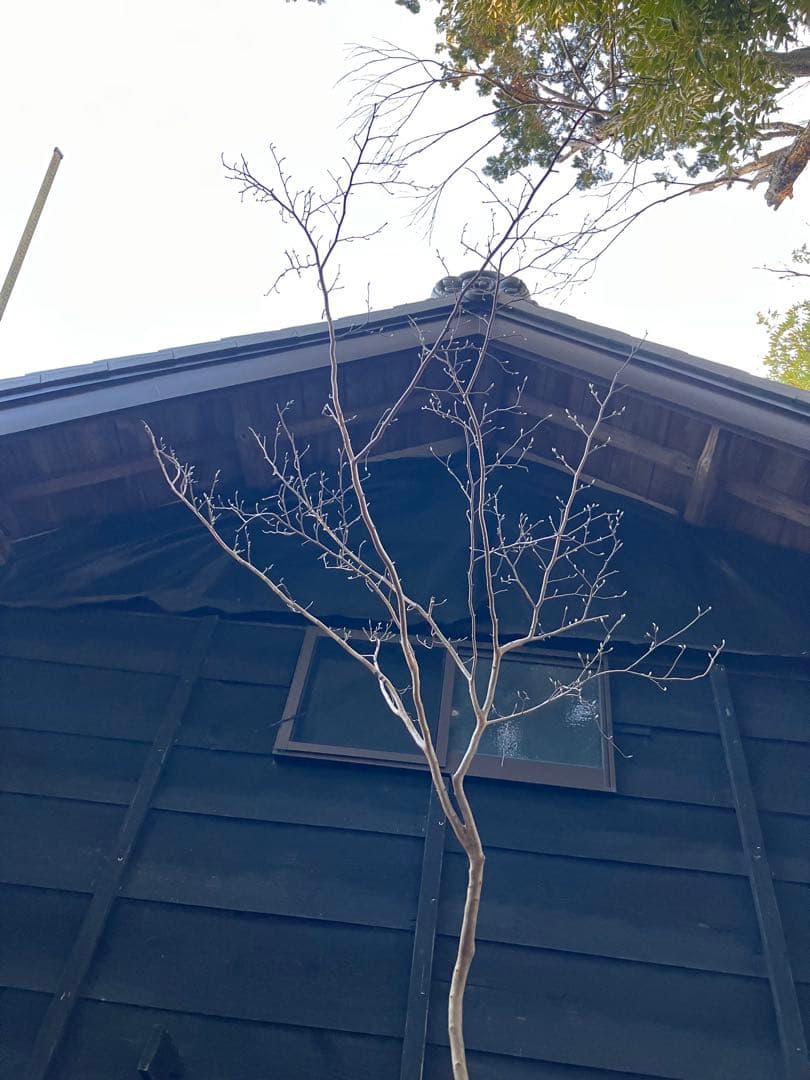 山採り　ヒメシャラ