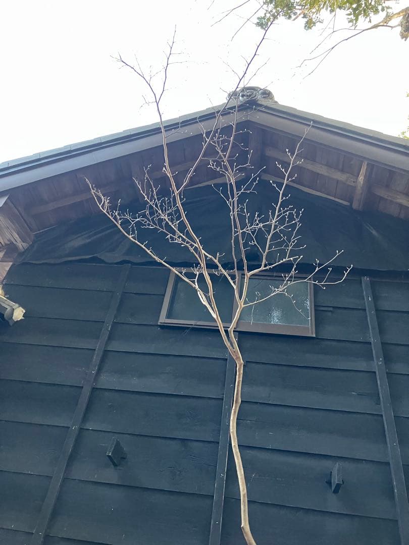 山採り　ヒメシャラ