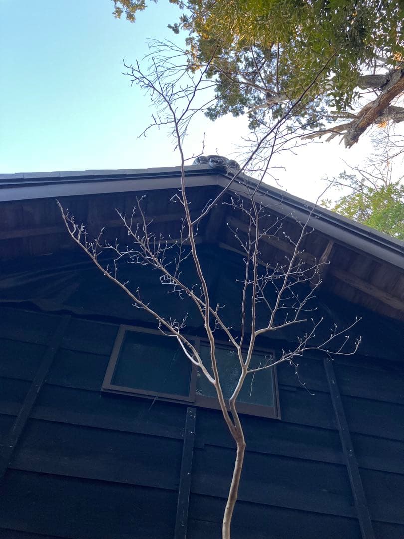 山採り　ヒメシャラ