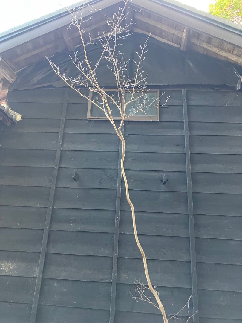 山採り　ヒメシャラ