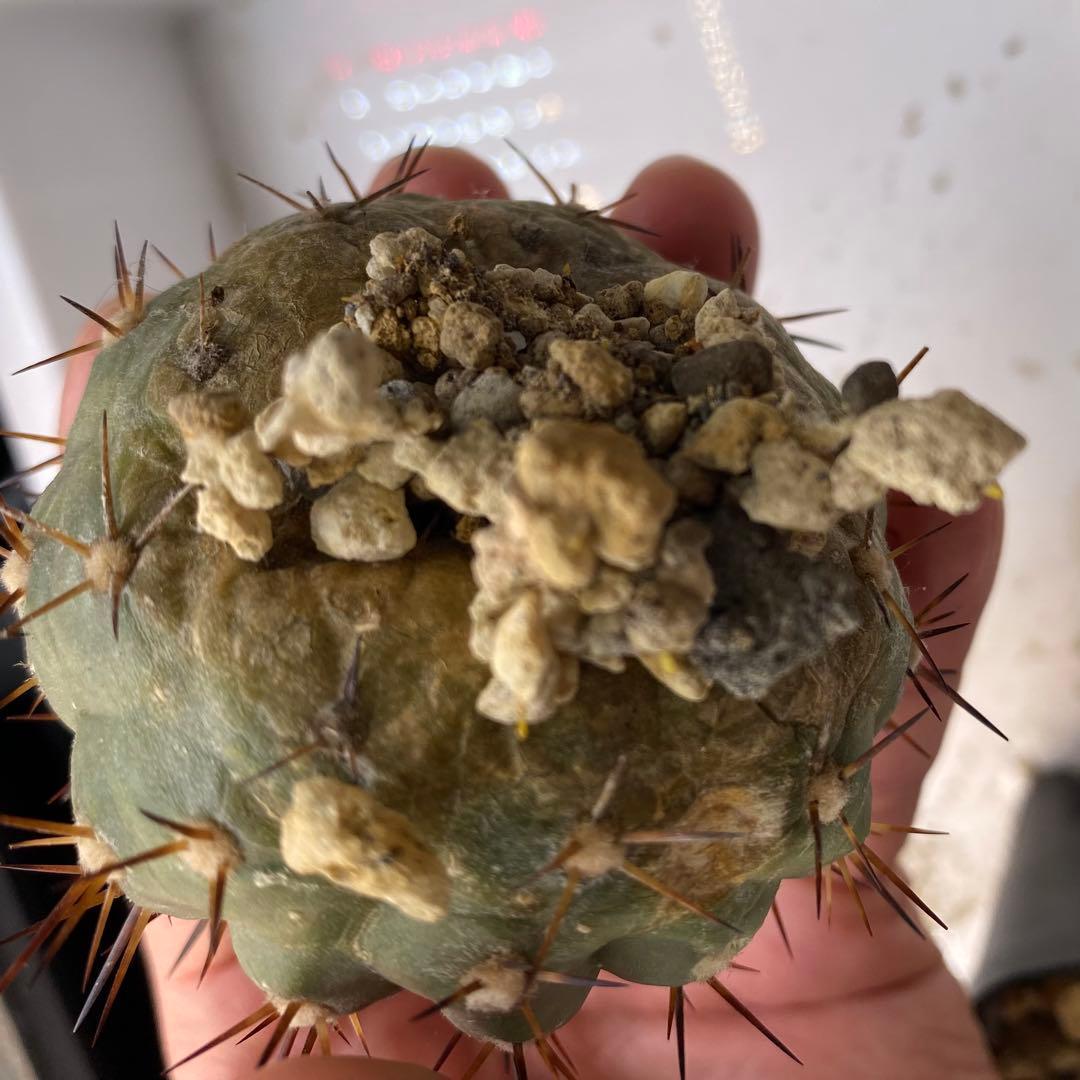 バチバチ発根済】 扁平 コピアポア シネレア 黒王丸 07 - メルカリ