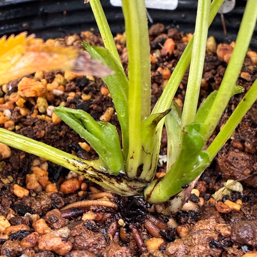 ラ*ク様 ☘️蕾付き☘️3343⭐️小輪⭐️芳香⭐️オーレアX ボッコネイ⭐️大