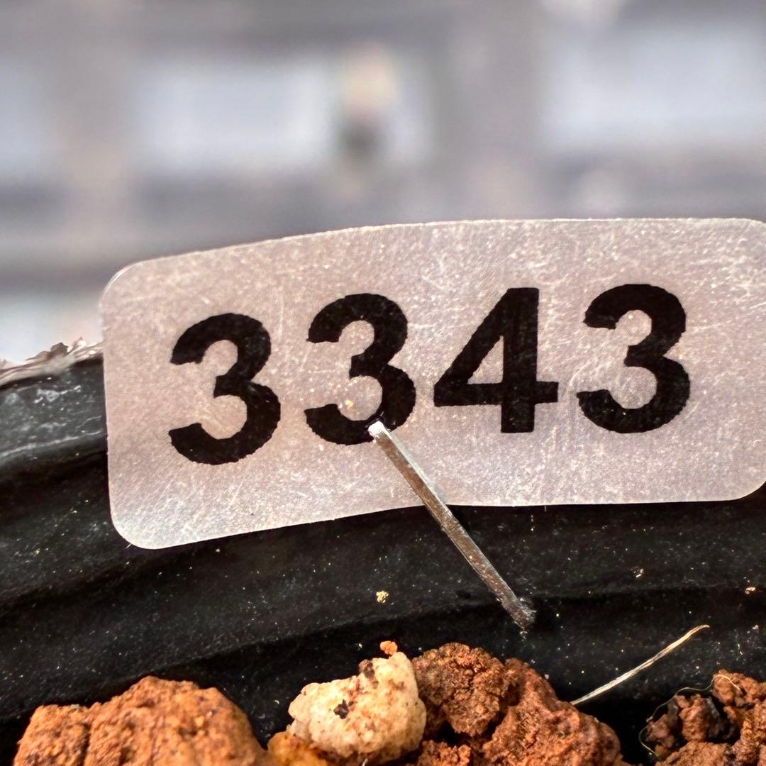 ラ*ク様 ☘️蕾付き☘️3343⭐️小輪⭐️芳香⭐️オーレアX ボッコネイ⭐️大