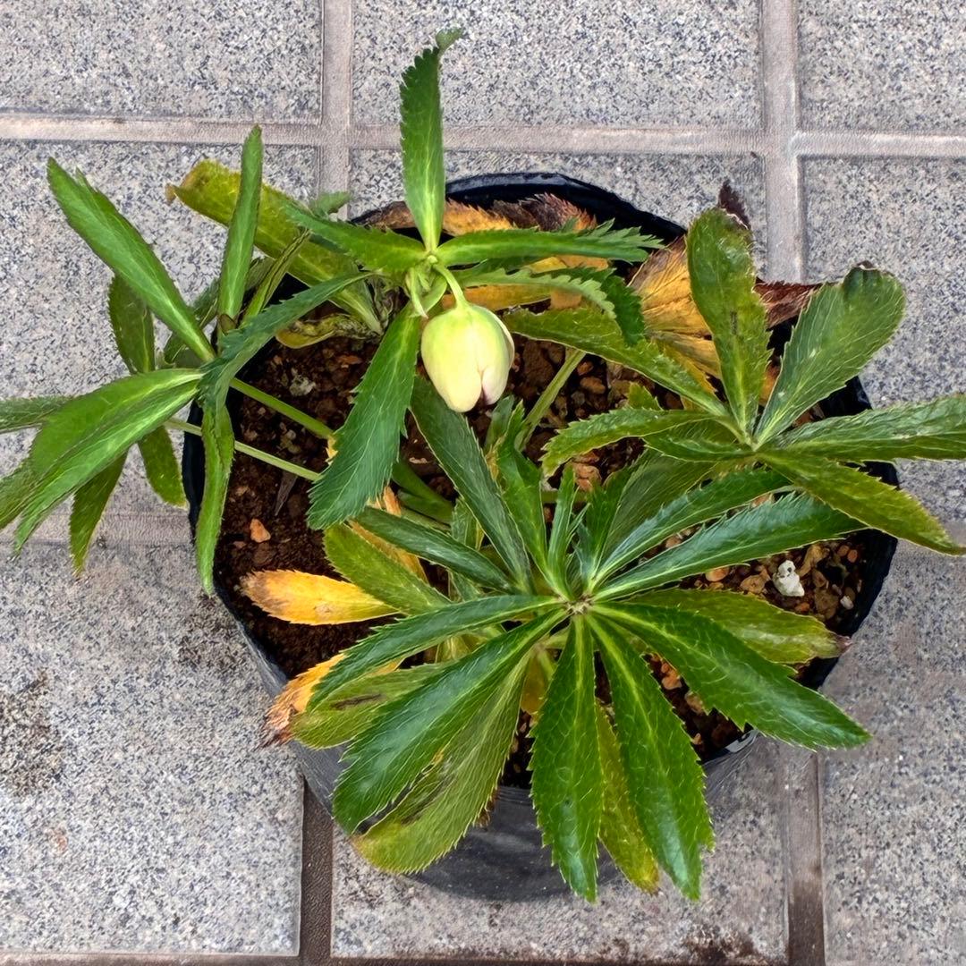 ラ*ク様 ☘️蕾付き☘️3343⭐️小輪⭐️芳香⭐️オーレアX ボッコネイ⭐️大