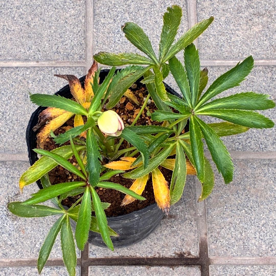 ラ*ク様 ☘️蕾付き☘️3343⭐️小輪⭐️芳香⭐️オーレアX ボッコネイ⭐️大