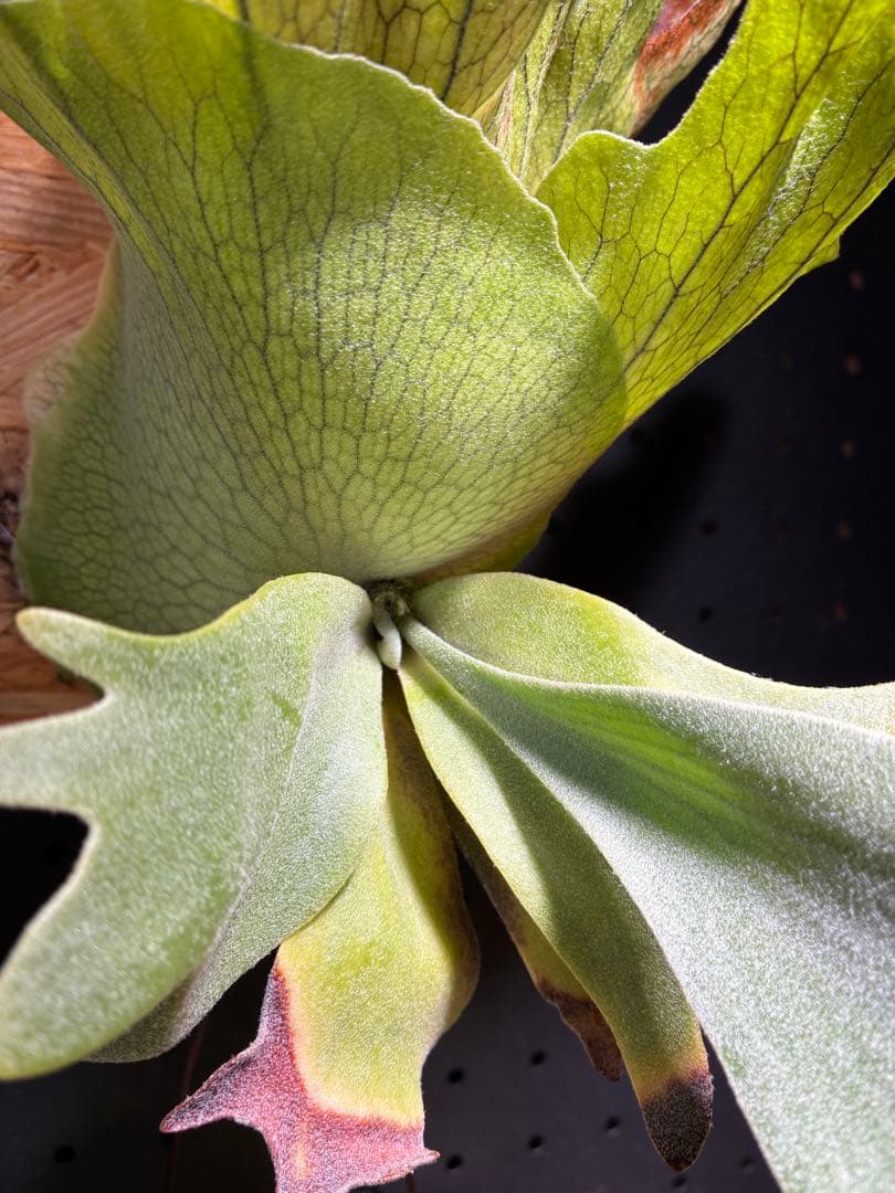 ご*ら様 Platycerium Willinckii 'Nano'