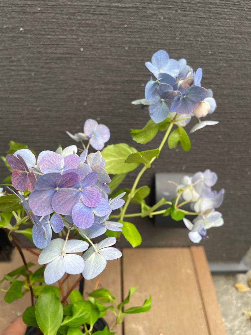 【花苗】PW正規品 ラグランジア オーロランジュ ②❤︎お花あり　新品種