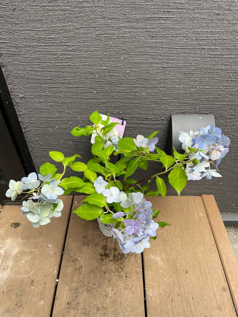 【花苗】PW正規品 ラグランジア オーロランジュ ②❤︎お花あり　新品種