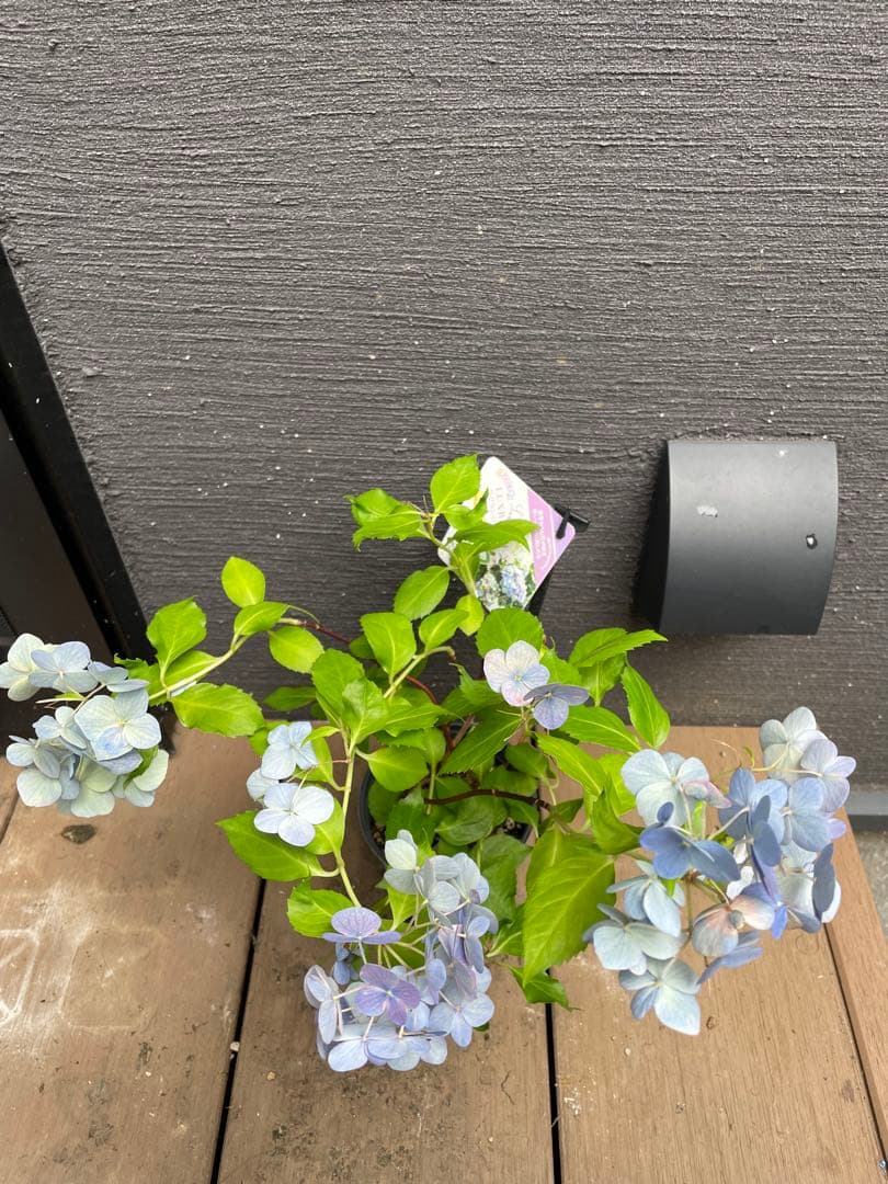 【花苗】PW正規品 ラグランジア オーロランジュ ②❤︎お花あり　新品種