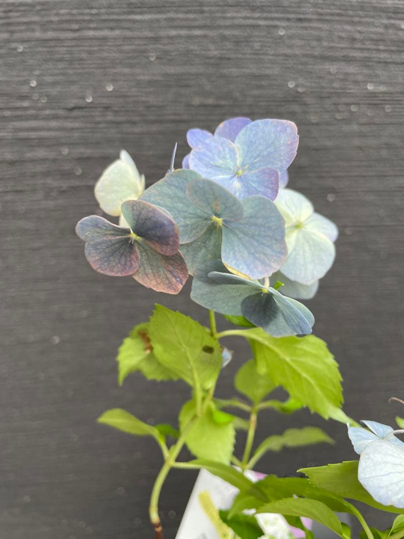 【花苗】PW正規品 ラグランジア オーロランジュ ②❤︎お花あり　新品種