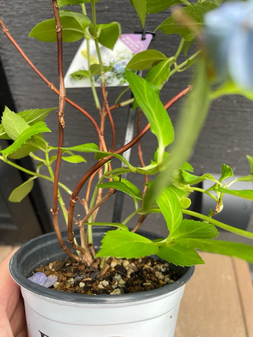 【花苗】PW正規品 ラグランジア オーロランジュ ②❤︎お花あり　新品種