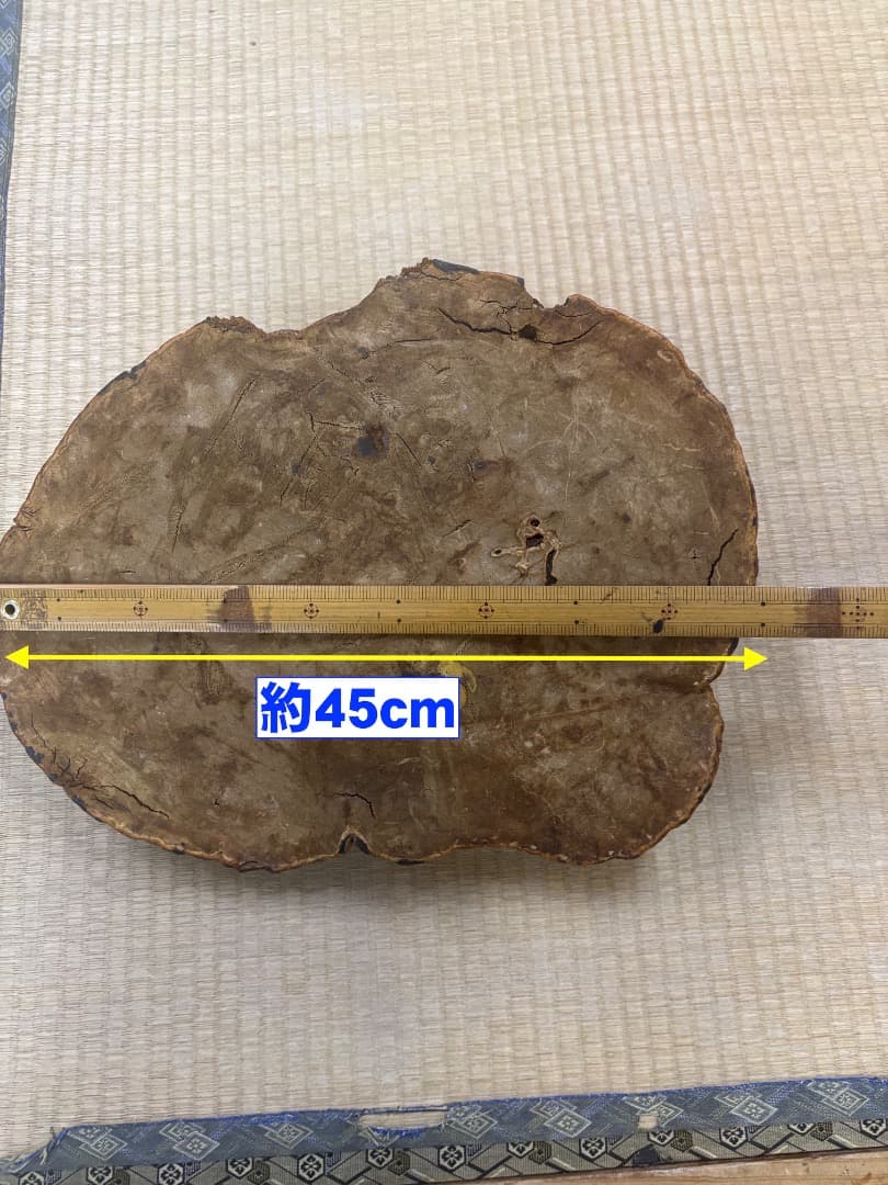 天然採取　猿の腰掛け（サルノコシカケ)　特大貴重品