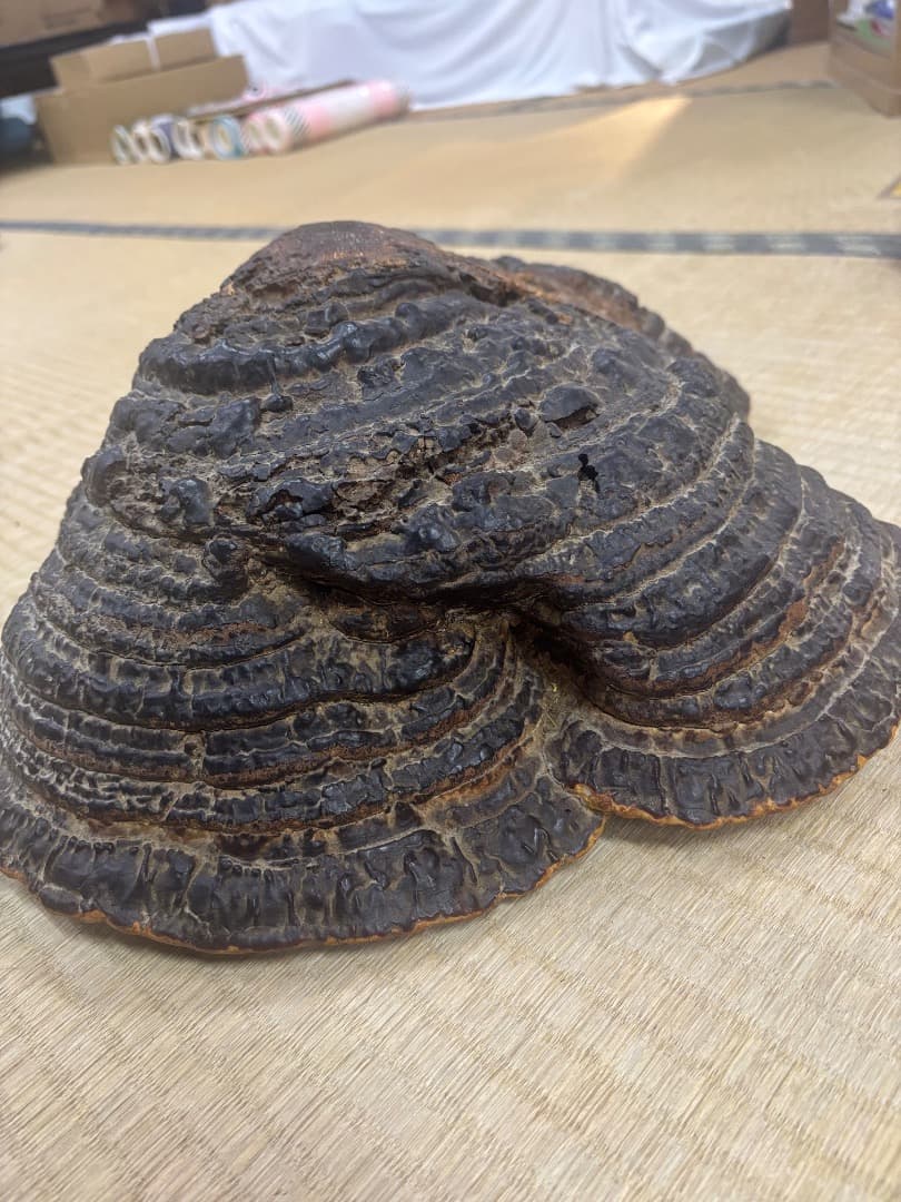 天然採取　猿の腰掛け（サルノコシカケ)　特大貴重品